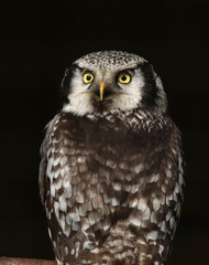 Portrait of a Little Owl