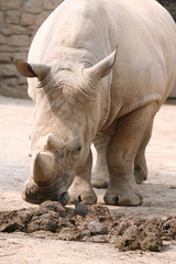 Fototapeta premium rinoceronte