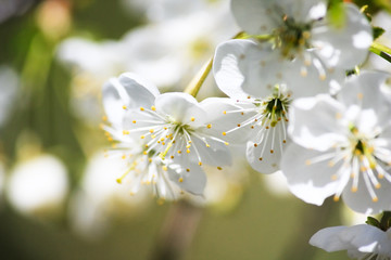 Cherry tree in bloom