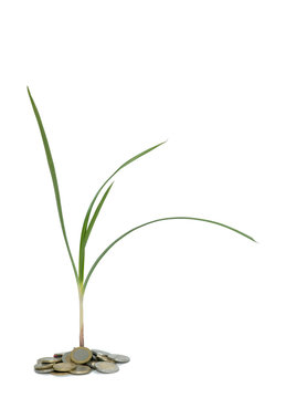Sedge growing from pile of coins