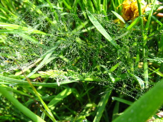 Spinnennetz mit Tr&ouml;pfchen