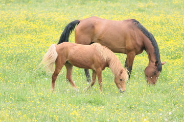 Jument et son poulain