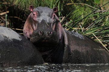 Hippo (Hippopotamus amphibius) at Naivasha Lake, Kenya