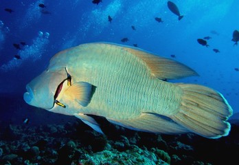 Naklejka premium Napoleon Lippfisch (Cheilinus undulatus) beim Kiemenreinigen