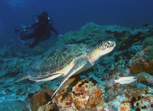 Suppenschildkröte (Chelonia mydas) mit Schiffshalter und Taucher