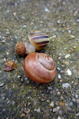 escargots sur le sol