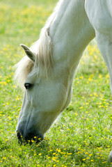 cavallo bianco al pascolo