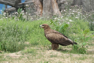 eagle