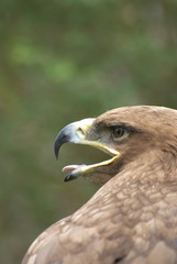 eagle