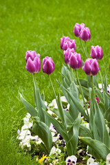 tulip flowers