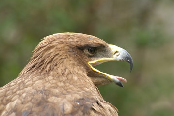 eagle