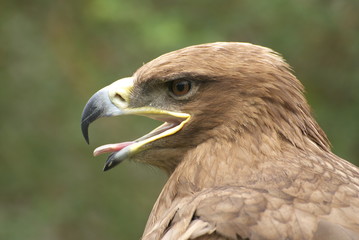eagle
