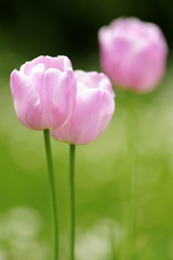 Fototapeta premium Tulpen