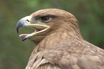 eagle