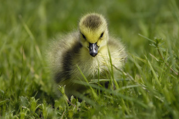 Gänseküken - Kanadagans