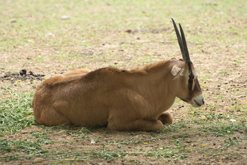 gemsbok