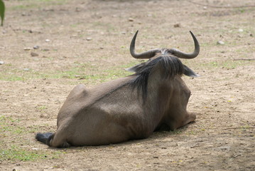 gnu