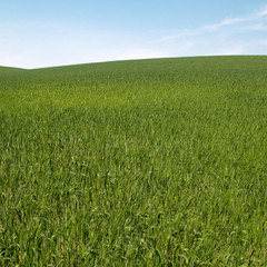 square image of the green field and blue sky and white clouds