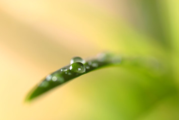 Leaf with Water Drops