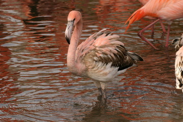 Chilean Flamingo - out of the crowd