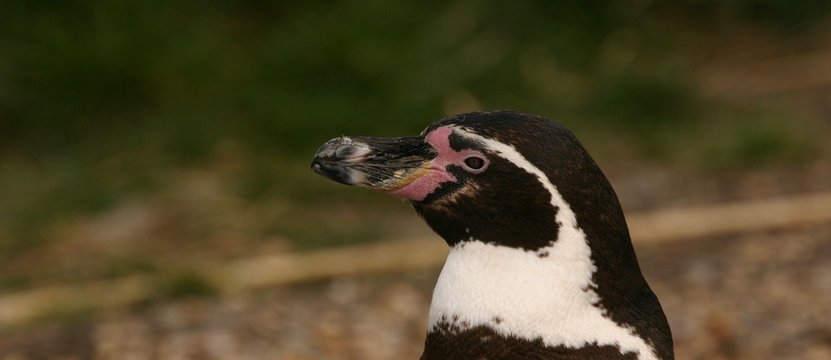 Humboldt Penguin - Side Profile