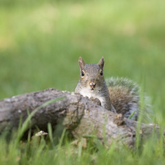 drugged up squirrel
