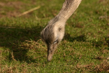Common Rhea