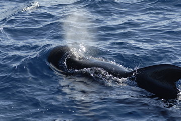 ゴンドウクジラ