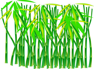 Bamboo thicket on white