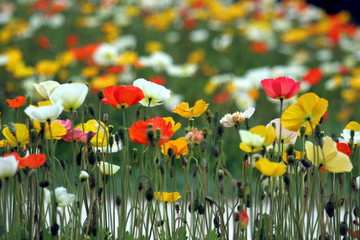 Obraz premium fiori colorati - papaveri