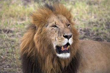 Fototapeta na wymiar Portrait of a lion, Masai Mara, Kenya, Africa