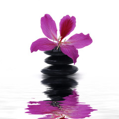 pink orchid and stone with reflection
