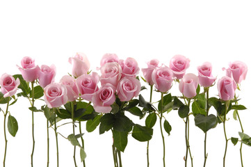 Isolated long stem roses