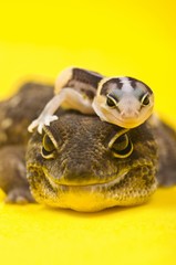 Baby African Fat-tailed Gecko lying on top of its parent