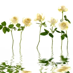 Zelfklevend Fotobehang 6 long stem white flower with reflection © Mee Ting