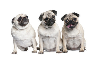 group of three pug in a row