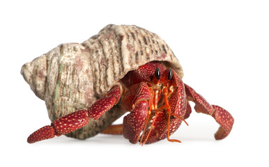 hermit crab - Coenobita perlatus - obrazy, fototapety, plakaty
