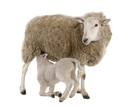 lamb suckling his mother (a ewe)