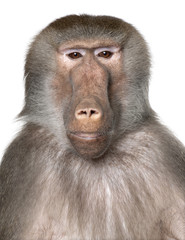 Fototapeta premium Close-up on a Baboon's head - Simia hamadryas