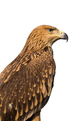 hawk portrait