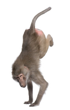 Baboon performing a hand stand -  Simia hamadryas