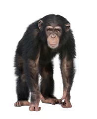 Zelfklevend Fotobehang Jonge chimpansee die naar de camera kijkt - Simia troglodytes (5 jaar) © Eric Isselée