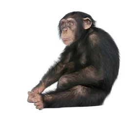 Papier Peint photo Lavable Singe Jeune Chimpanzé - Simia troglodytes (5 ans)