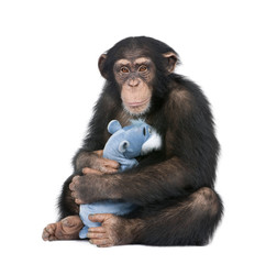 Naklejka premium Młody szympans ze swoim pluszowym misiem - Simia troglodytes (5 lat