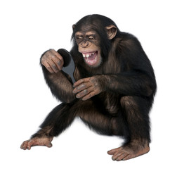 Obraz premium Młody szympans, patrząc na siebie w lustrze
