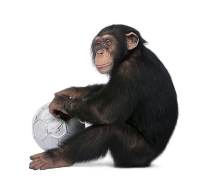 side view of a Young Chimpanzee and his ball - Simia troglodytes