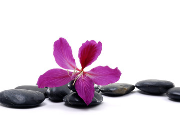 black pebbles with beauty red flower isolated on white