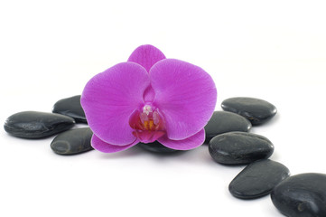 Naklejka na ściany i meble Purpurowa orchidea i czarne kamienie