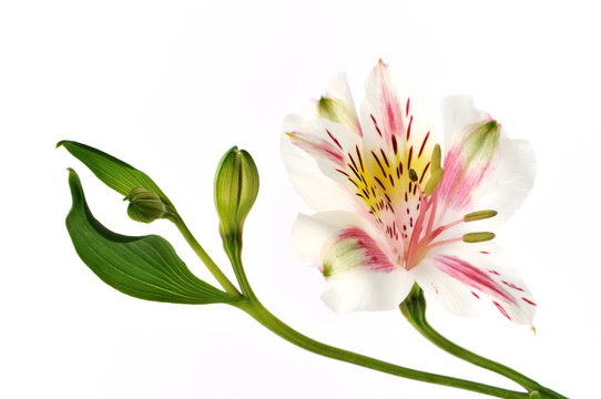 peruvian lily isolated on white background