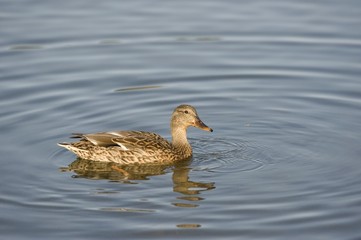 Edmonton, Alberta, Canada; Duck in a lake at Hawrelak Park